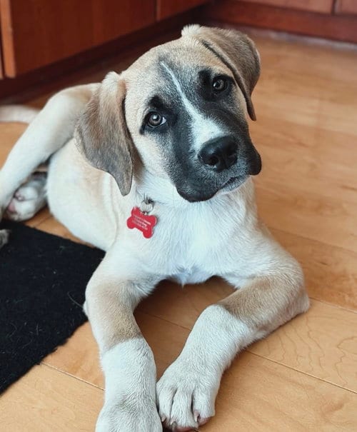 Photo of Duke, adoptable Anatolian Shepherd in Sunnyvale, California