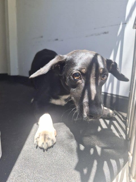 Photo of A171036, adoptable Chihuahua in Bakersfield, California