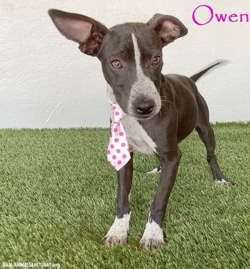 Photo of Owen, adoptable Australian Kelpie in San Diego, California