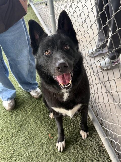 Photo of Hunter, adoptable German Shepherd Dog in Miami, Florida