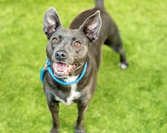 Photo of Cootie, adoptable Pit Bull Terrier mix in San José, California