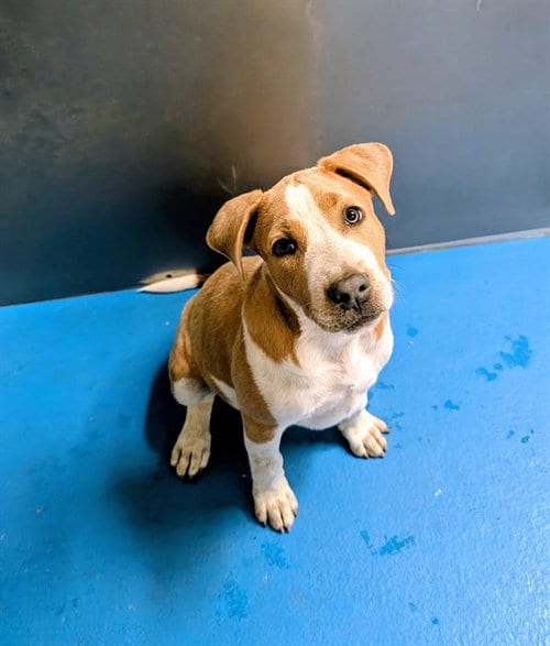Photo of A171854, adoptable Pit Bull Terrier in Bakersfield, California