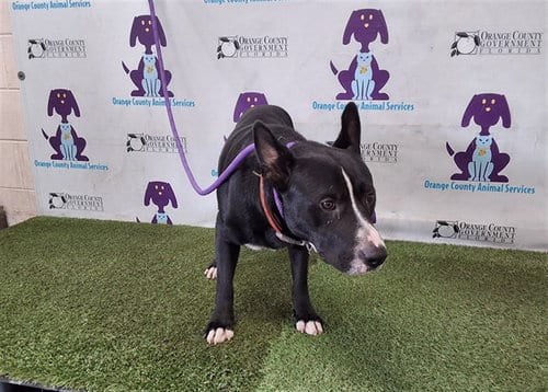 Photo of Sylvester, adoptable Pit Bull Terrier in Orlando, Florida