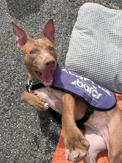 Photo of Dimon, adoptable dog in Baltimore, Maryland