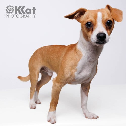 Photo of Toast, adoptable Chihuahua in Crescent, Oklahoma