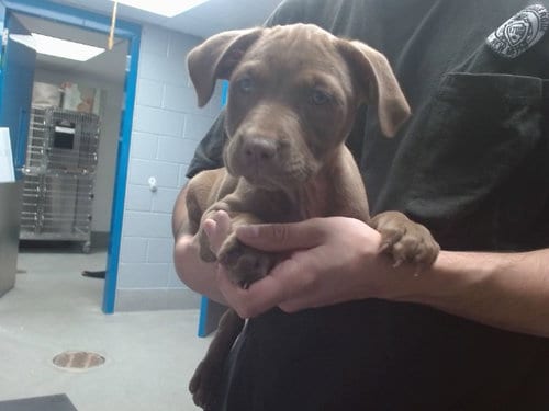 Photo of Harmony, adoptable Labrador Retriever in Albuquerque, New Mexico