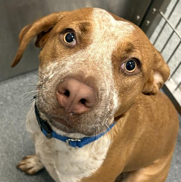 Photo of Rosemary, adoptable Mixed Breed