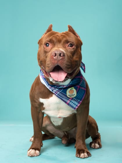 Photo of Boomerang, adoptable dog in Atlanta, Georgia