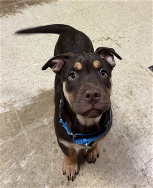 Photo of Gillian, adoptable Husky in Statesville, North Carolina