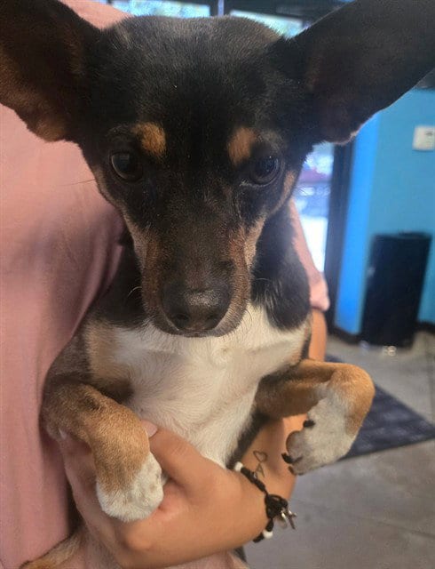 Photo of A171365, adoptable Chihuahua in Bakersfield, California
