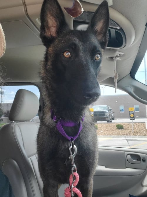 Photo of Nora - Kansas, adoptable Belgian Shepherd Malinois in Amherst Junction, Wisconsin