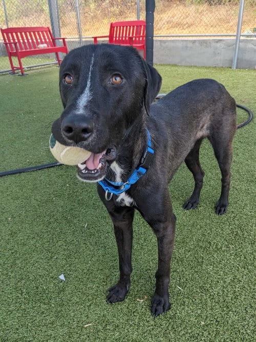 Photo of Dexter, adoptable Labrador Retriever in NEWPORT NH, New Hampshire