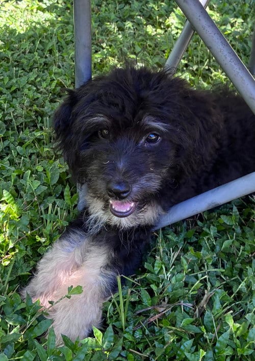 Photo of Wickham, adoptable Bernese Mountain Dog in Valrico, Florida