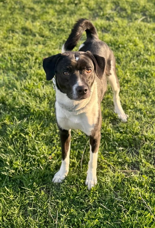 Photo of Lucy, adoptable Eskimo Dog in Williamsburg, Iowa