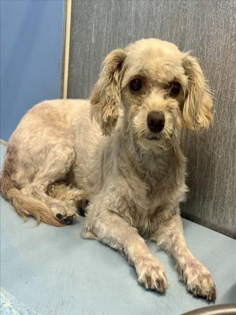 Photo of Tilly, adoptable Maltese in San Bernardino, California