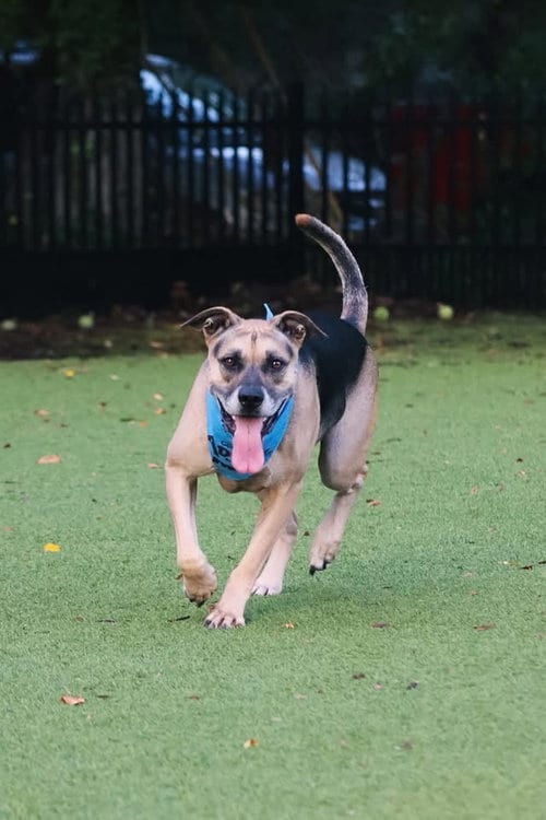 Photo of Bump, adoptable Shepherd in Mcclellanville, South Carolina
