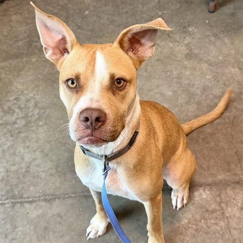 Photo of Chandler, adoptable American Bulldog in Tavares, Florida