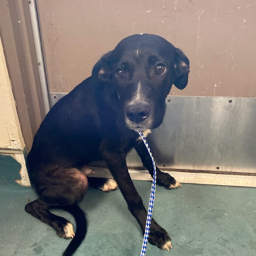 Photo of Baybay, adoptable Mixed Breed (Small)