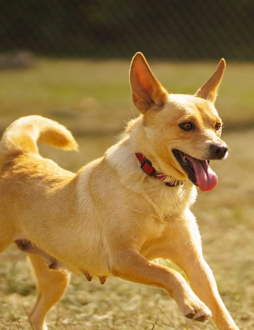 Photo of Bonnie, adoptable Corgi in Cuyahoga Falls, Ohio