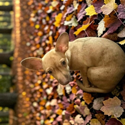 Photo of Pip, adoptable Chihuahua in Ashville, Ohio