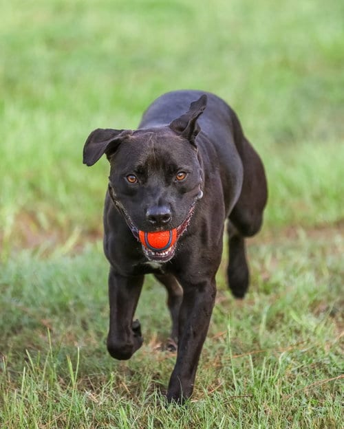 Photo of Plato, adoptable Unknown breed (short coat) in Gainesville, Florida