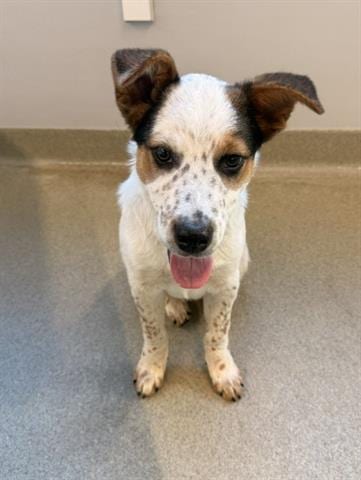 Photo of Marcus, adoptable Queensland Heeler in San Martin, California