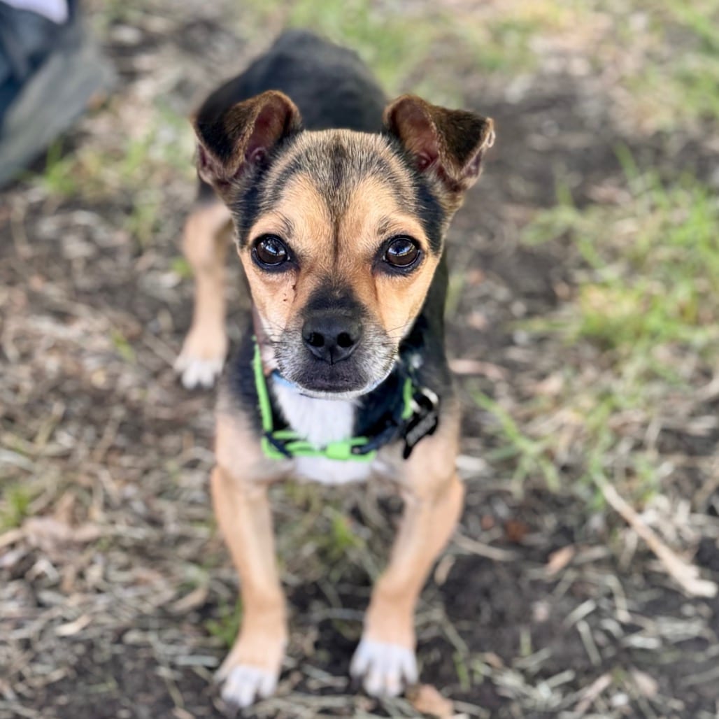 Photo of Bellingham - City of Industry Location, adoptable Chihuahua / Mix