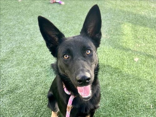 Photo of Rachel, adoptable German Shepherd Dog in San Pedro, California