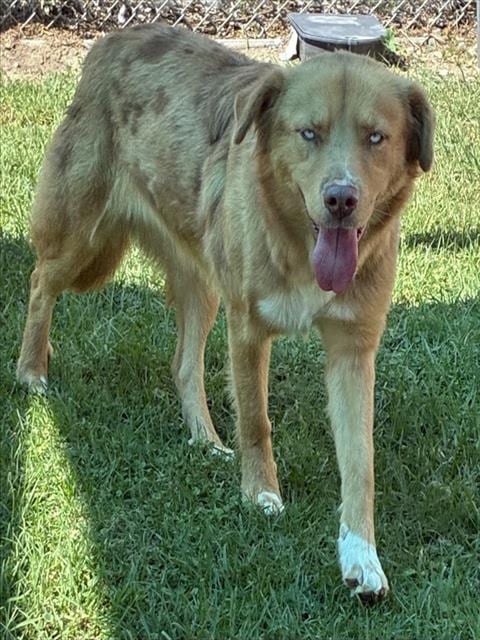 Photo of Jazzy, adoptable Australian Shepherd in San Bernardino, California