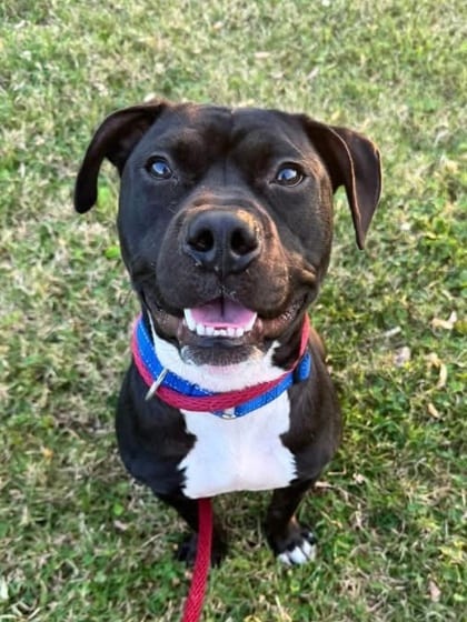 Photo of Messua, adoptable dog in Baltimore, Maryland