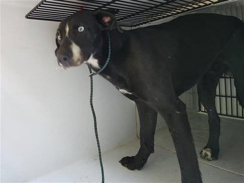 Photo of A663546, adoptable Husky in Houston, Texas