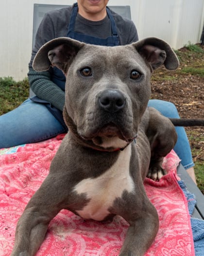 Photo of Zippy, adoptable dog in Chamblee, Georgia
