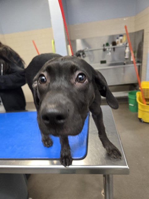 Photo of Roxxi, adoptable Labrador Retriever in Phoenix, Arizona