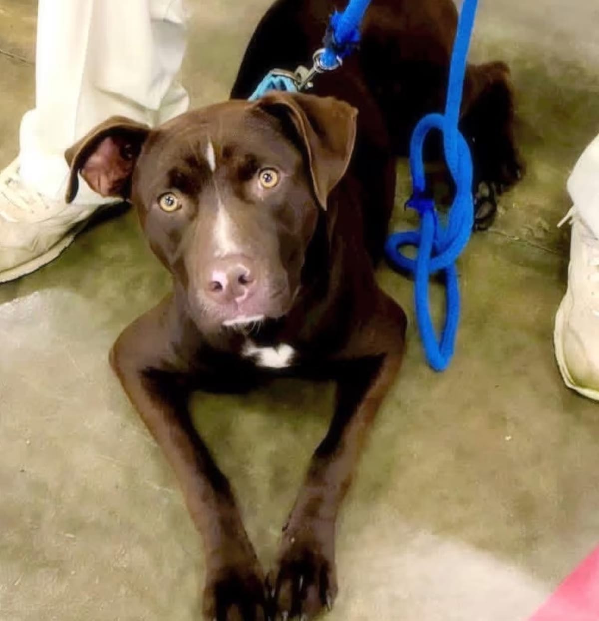 Photo of Maverick, adoptable Labrador Retriever/Mixed Breed (Medium) in East Hartford, Connecticut