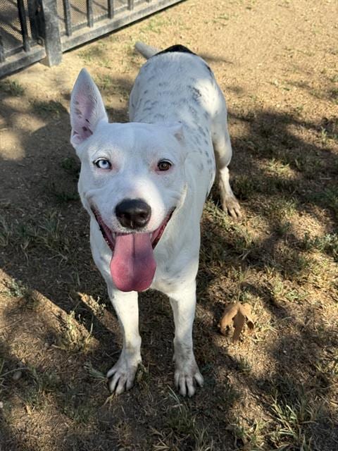 Photo of Klondike, adoptable Pit Bull Terrier in Riverside, California