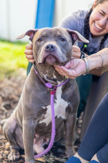 Photo of Larkin, adoptable dog in Chamblee, Georgia