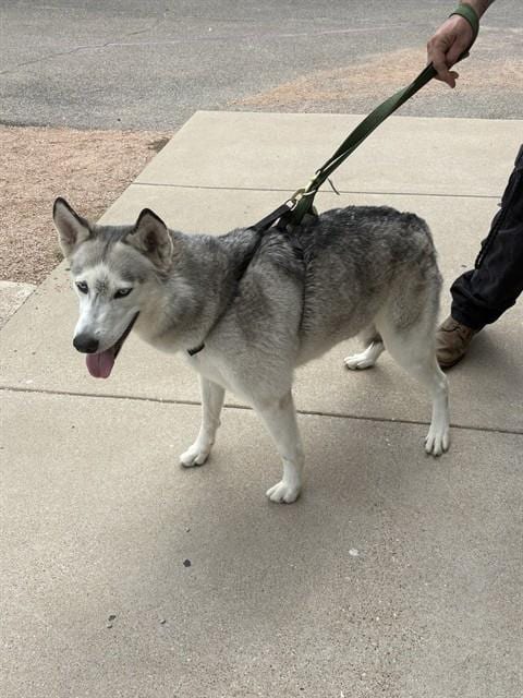 Photo of Stray Hold, adoptable Siberian Husky in Killeen, Texas