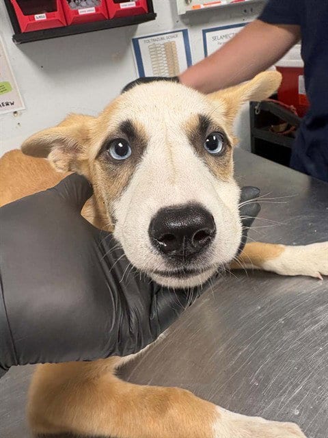 Photo of Sophie, adoptable Siberian Husky in Palmetto, Florida