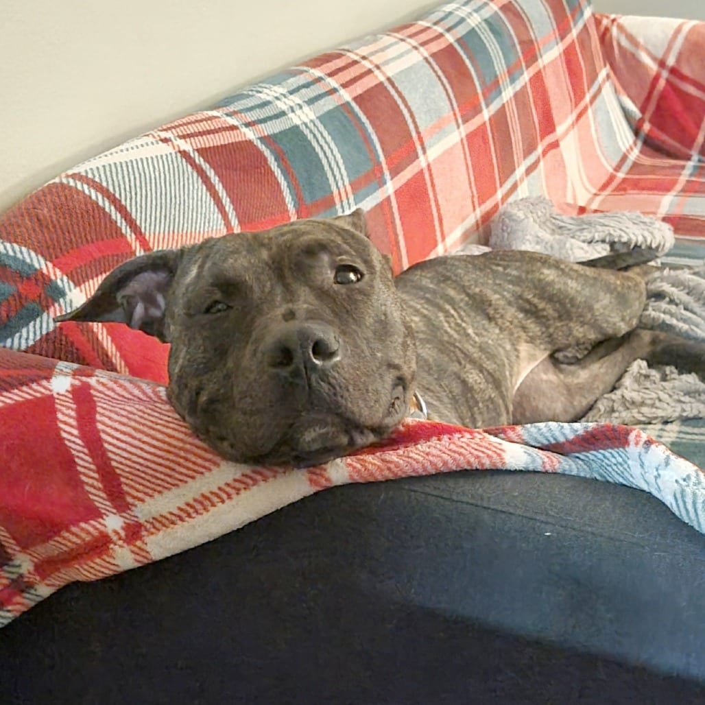 Photo of Halle, adoptable Mixed Breed (Medium) in St. Louis, Missouri