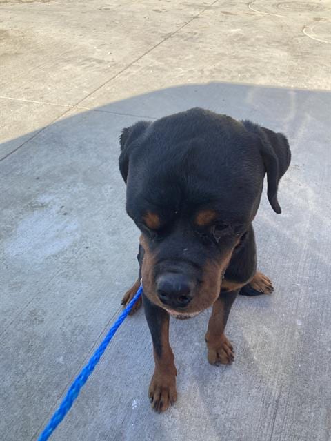 Photo of Grizzley, adoptable Rottweiler in Dallas, Texas