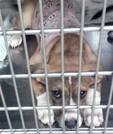 Photo of A481473, adoptable Belgian Shepherd Malinois in Oklahoma City, Oklahoma