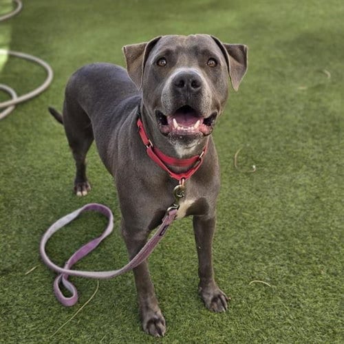 Photo of Prince, adoptable Pit Bull Terrier in Las Vegas, Nevada