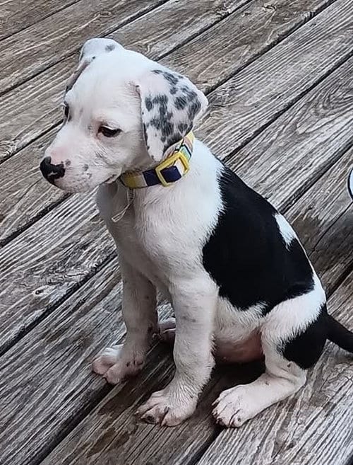 Photo of Tank, adoptable Terrier in Waverly, Tennessee