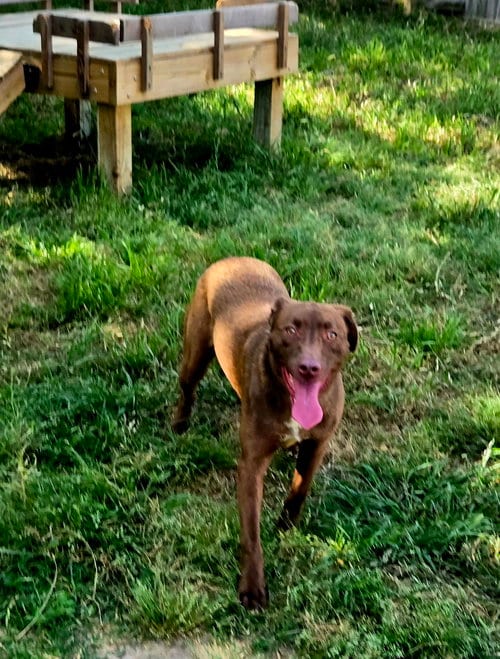 Photo of Dolce, adoptable Labrador Retriever in Jackson, Mississippi