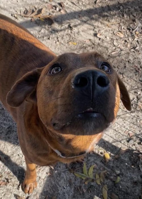 Photo of Tommy, adoptable Hound in Holly Springs, North Carolina