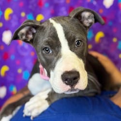 Photo of Josey, adoptable American Pit Bull Terrier Mixed Breed (Medium) in Santa Maria, California
