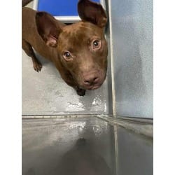 Photo of Jin, adoptable American Pit Bull Terrier in Baton Rouge, Louisiana