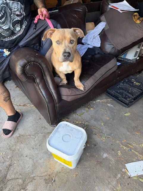 Photo of Chevy, adoptable American Pit Bull Terrier in Dallas, Texas