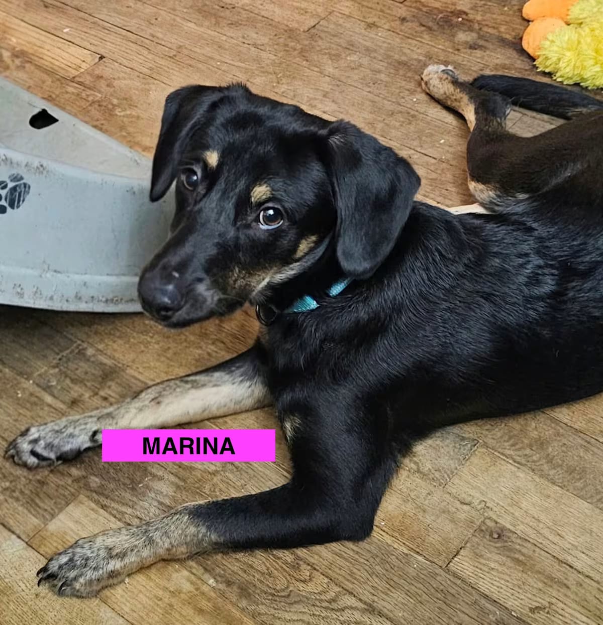 Photo of Marina, adoptable Labrador Retriever Mutt in EAST FALMOUTH, Massachusetts