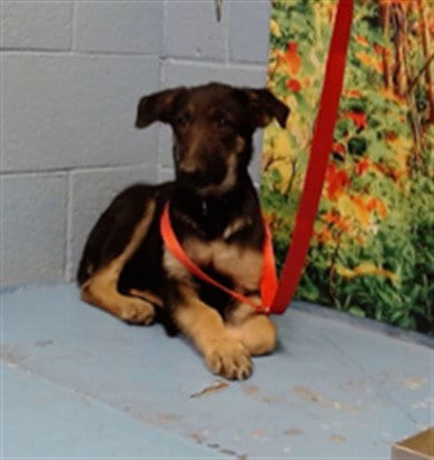 Photo of Becca, adoptable German Shepherd Dog in Moreno Valley, California